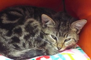 Picture of Friskies