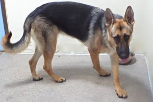 Picture of Leyla