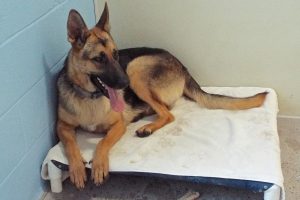 Picture of Leyla