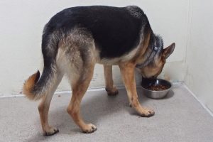 Picture of Leyla