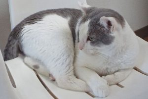 Picture of Linus