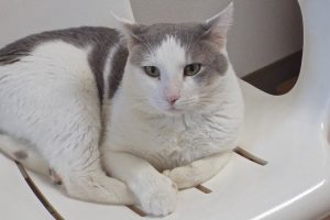 Picture of Linus