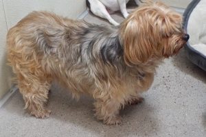 Picture of Louie