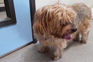 Picture of Louie