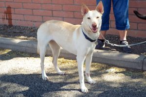 Picture of Meisha