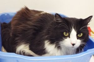 Picture of Molly