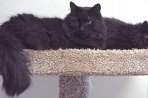 Picture of Mr. Whiskers