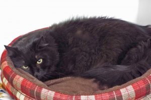 Picture of Mr. Whiskers