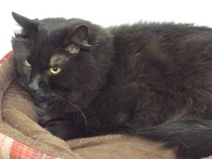 Picture of Mr. Whiskers