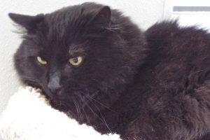 Picture of Mr. Whiskers