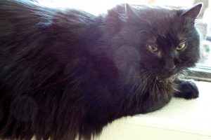Picture of Mr. Whiskers