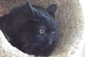 Picture of Mr. Whiskers