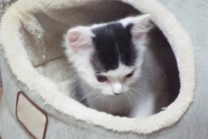 Picture of Mystic