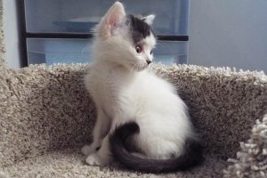 Picture of Mystic