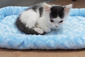 Baby Mystic
