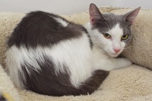Picture of Viola