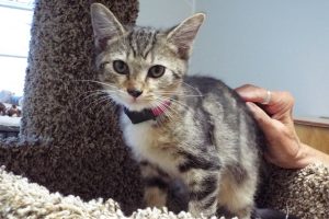 Picture of Whiskas