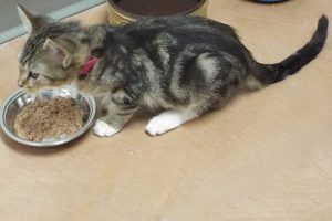 Picture of Whiskas