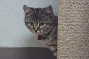 Picture of Gracie