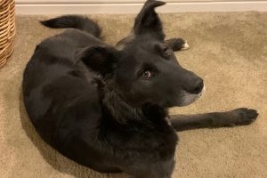 Picture of Lucy