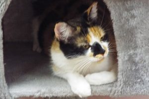 Picture of Maggie