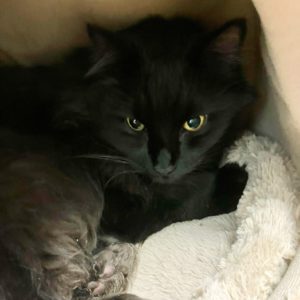 Picture of Midnight