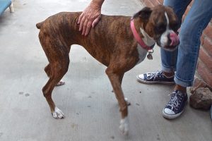 Picture of Sadie