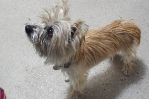 Picture of Sandie