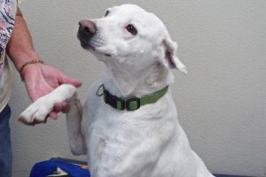 Picture of Sugar