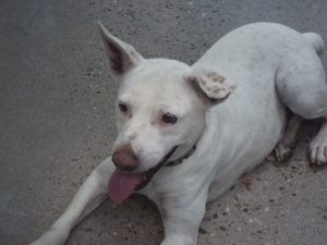 Picture of Sugar