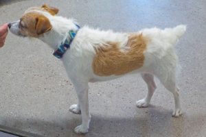 Picture of Tinkerbell