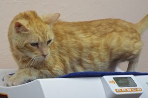 Picture of Winky