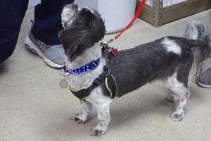 Picture of Bandit