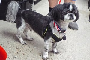 Picture of Bandit