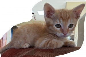 Picture of Cappuccino