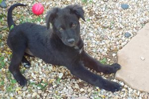 Picture of Cinder