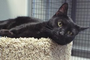 Picture of Clyde