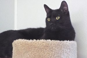 Picture of Clyde