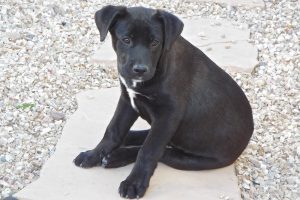 Picture of Coal