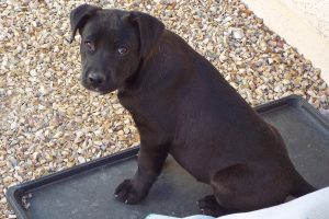 Picture of Coal