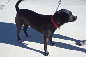 Picture of Gypsy