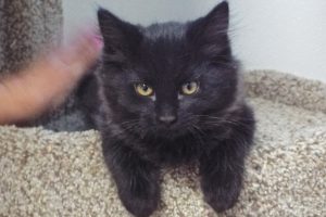Picture of Midnight