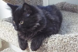 Picture of Midnight