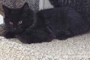 Picture of Midnight