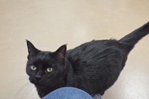 Picture of Miss Kitty