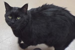 Picture of Miss Kitty