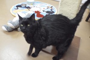 Picture of Miss Kitty