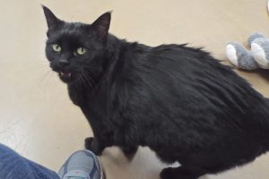Picture of Miss Kitty