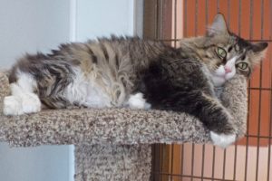 Picture of Nala (R.B.)