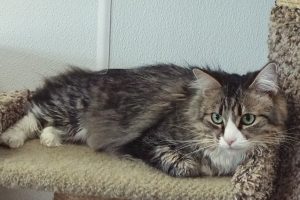 Picture of Nala (R.B.)